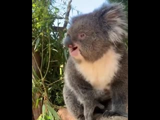 Recovered baby koala