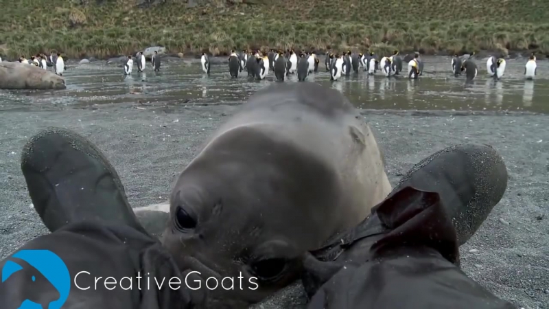 Зверское нападение морского слона на мужчину