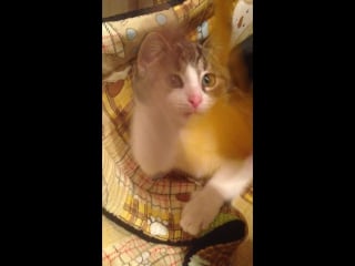 Леся (лисенок)