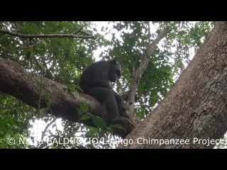 Chimpanzee gia is cracking a tortoise