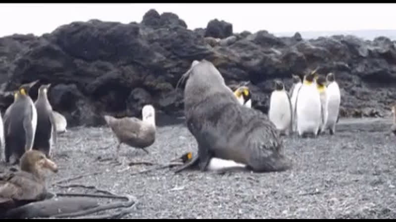 Морж молодые пингвина 🐧