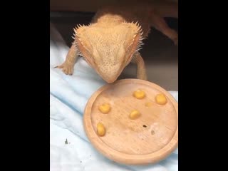 Eating corn for the first time