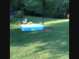 Dog puts on his new inflatable safety coat