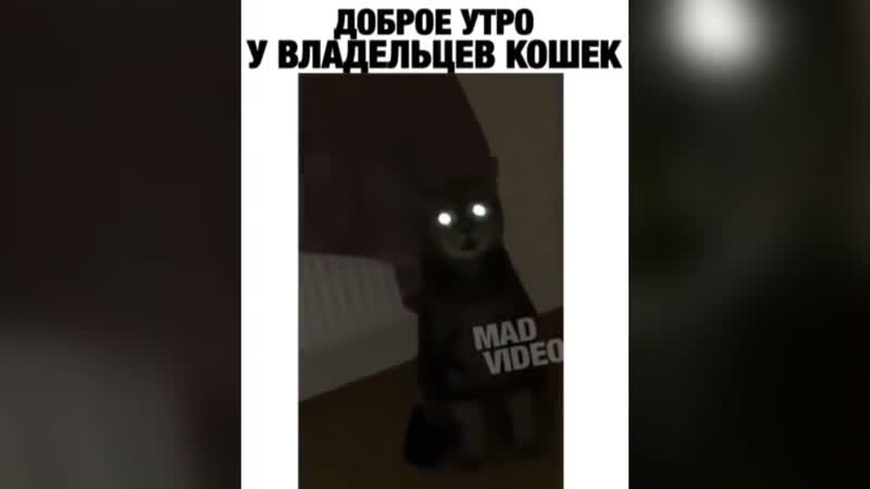 Счастливые владельцы кошек