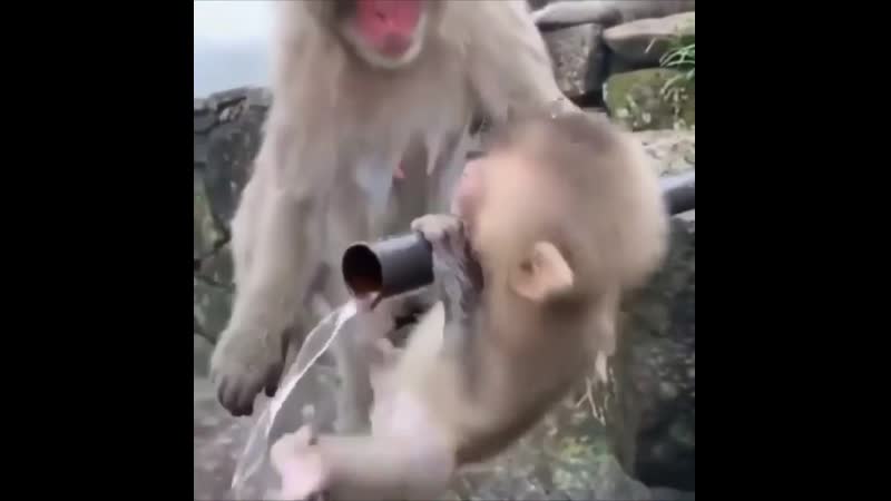 Маленький японский макак пьет водичку