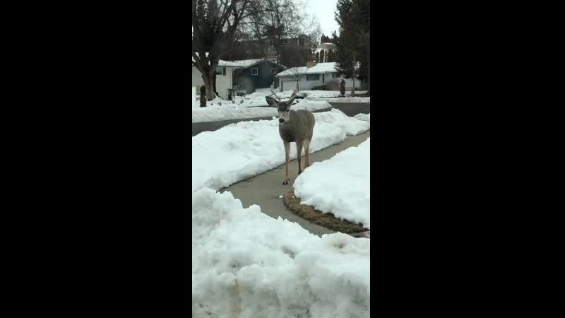 Just a polite deer taking a stroll on the sidewalks through the neighborhood