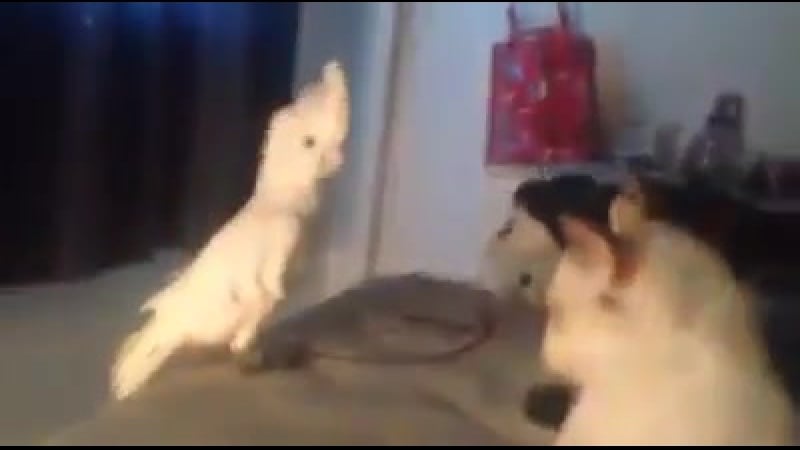 Когда выучил иностранный, но носители все равно тебя не понимают