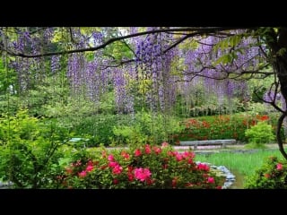 Magnificent colors of wisteria