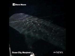 Massive whale shark takes fisherman's breath away after it swims leisurely next to their boat off of ocean city, maryland