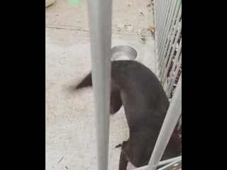 Reunited with willow #partkangaroo #dogsoftiktok 🐶