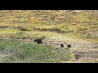 Курильчанин снял потасоу медвежат