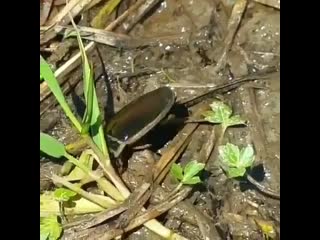 Giant diving beetle is actually a carnivorous insect with a viscous appetite