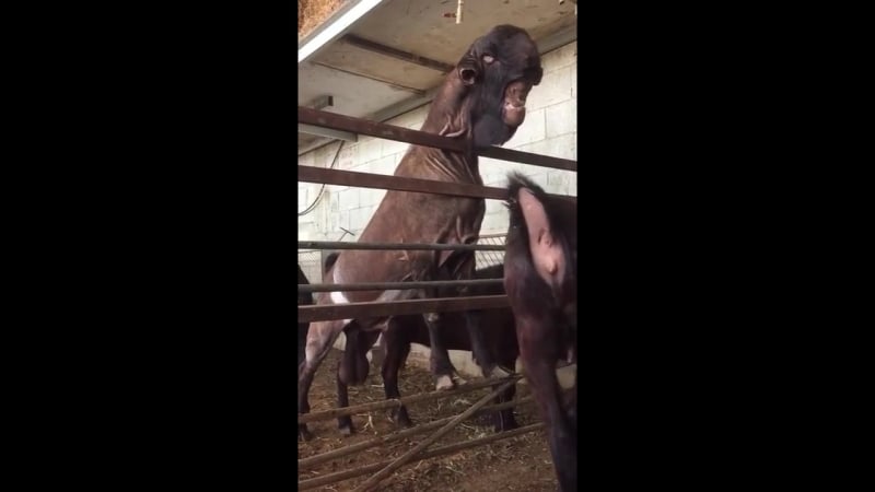 По настоящему жуткий козел