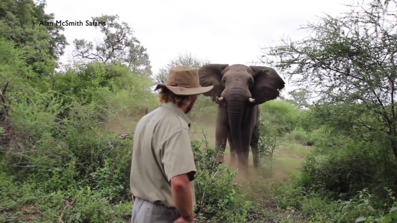 Бесстрашный мужик и слон