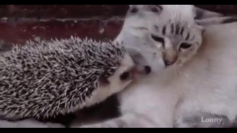 Всегда найдётся тот, кто полюбит именно тебя, даже если ты "колючий ежик"