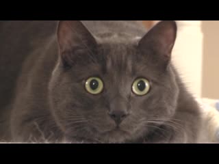 Cat eyes dilation before striking