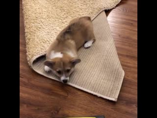 Sparring with a vacuum cleaner preparing for the battle with the cat