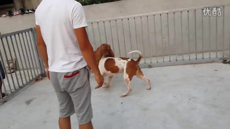 Собачьи бои американский бульдог vs питбуль (2)