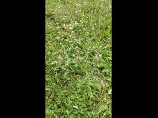 Vid 20190702 113712 mp4