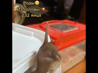 Chicken Egg In Pussy Порно Видео | intim-top.ru