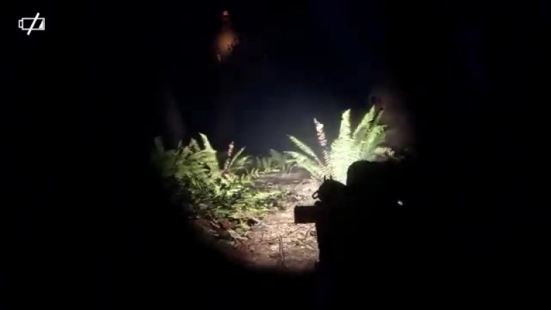 Ewok hunt