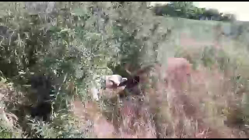 Питбульдог гурон (рокки/глори) чуть меньше 18года против дикого кабана (80кг), хозяин алимов рома