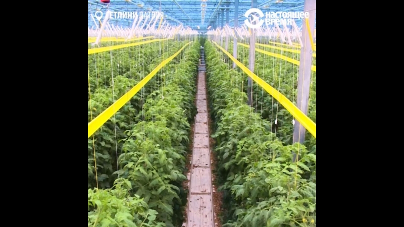 Экологичный полигон с теплицами, магазином и пастбищем