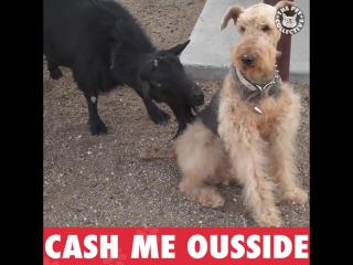 Козел пристает