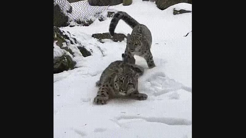 Снежный барс porn planet