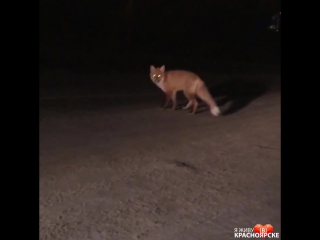 Лисичка у бобрового лога