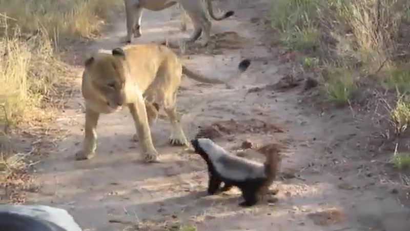 Храбрые медоеды спаслись от двух львиц