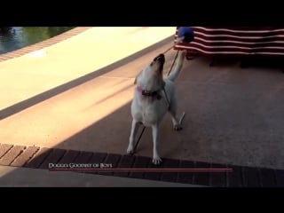 Doggo goodest of boys