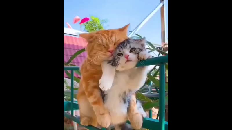 Kreativ mira+instautility 00 b6oxrxelq6l 11 81489315 153937549231973 8276878535811694665 n mp4