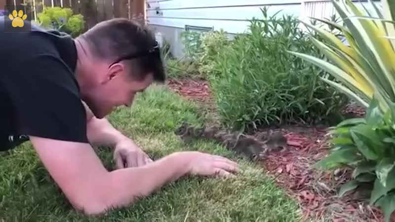 Парень знакомится с кроликами, которые завелись на его участке