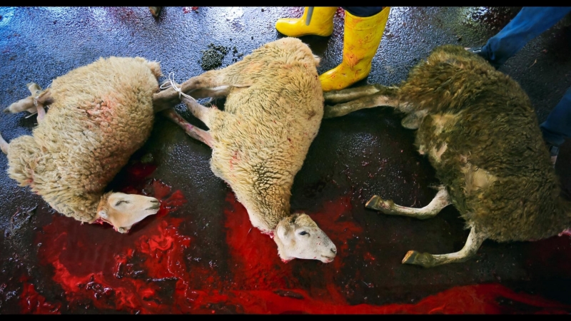 Праздник курбан байрам в баку