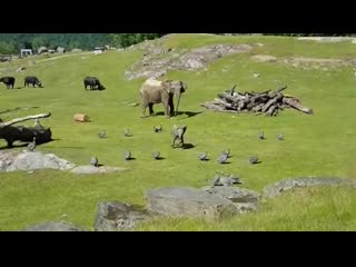 Elephant cute funny (a porn in sweden borås djurpark)