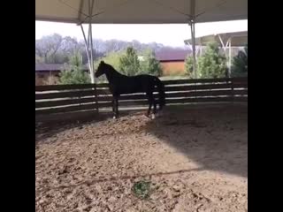 Продолжаем знакомить с нашими лошадками !