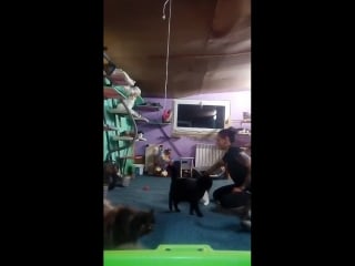 Крис, антошка, липа и рена))) игры