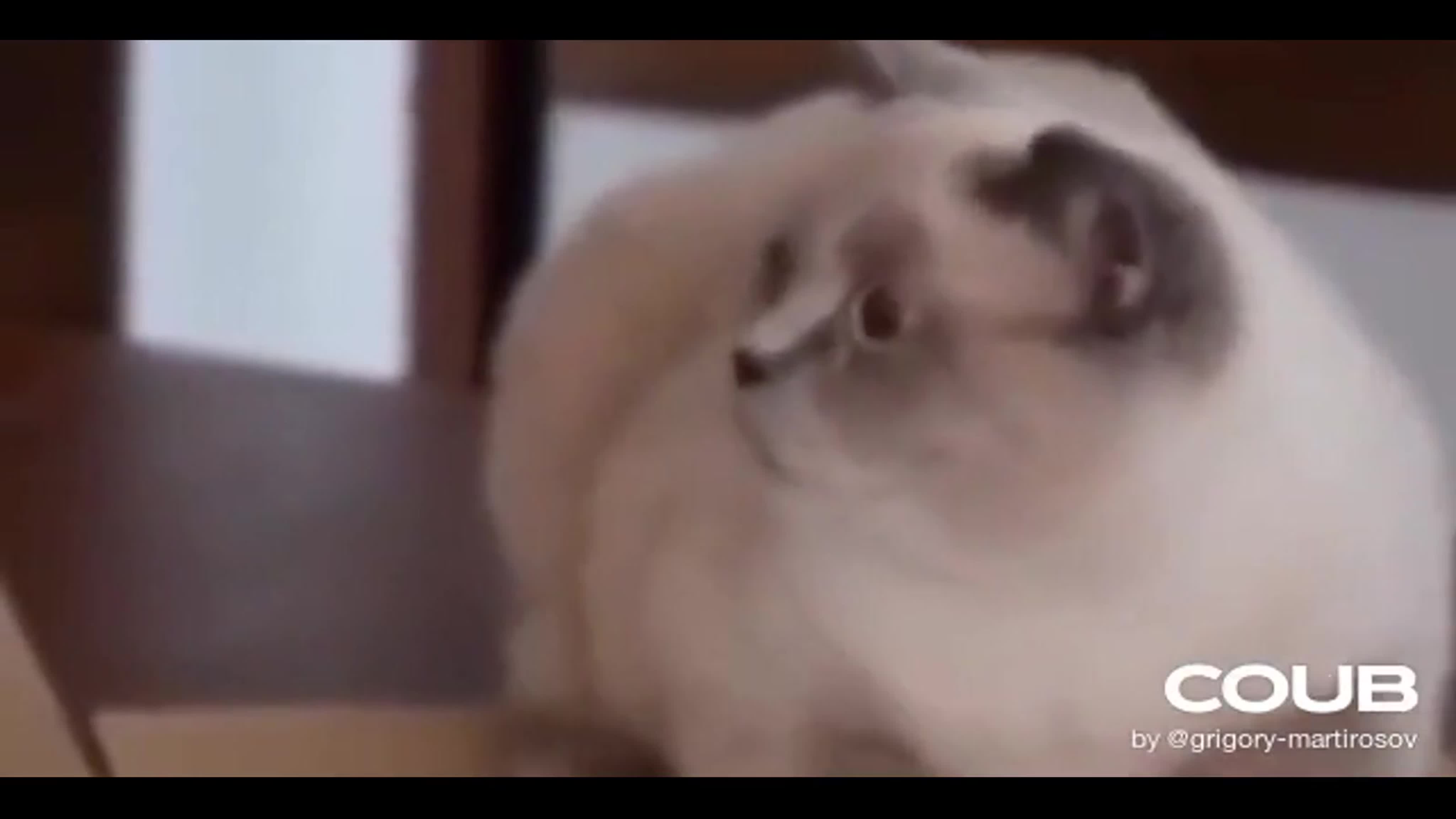 The morning after a night of cake and cat porn