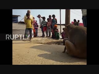 India monkey adopts adorable stray puppy