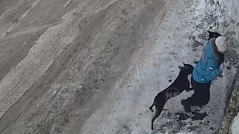 Стаффорд напал на песика