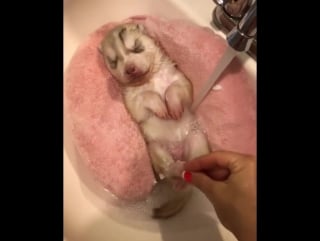 Spa салон для щенка