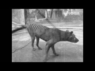 Thylacine from tasmania the wonderland (1935)