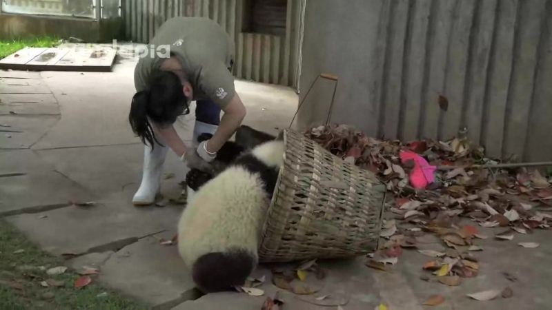 Вот толстяки