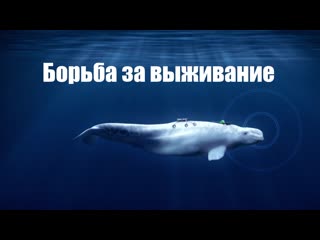 Борьба за выживание / survival серия 35 тайная жизнь росомахи /the last phantom