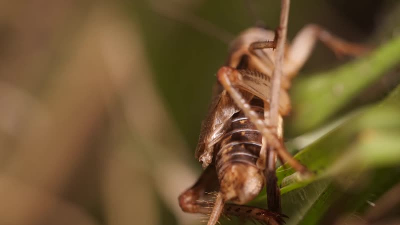 These hairworms eat a cricket alive and control its mind (deep look)