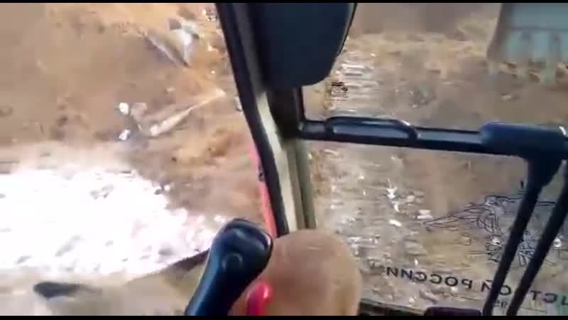 Из за вырубки лесов, молодые вынуждено жить возле населенного пункта bp pf dshe,rb ktcjd, ;bdjnyjt dsye;ltyj ;bnm djpkt yfctkty