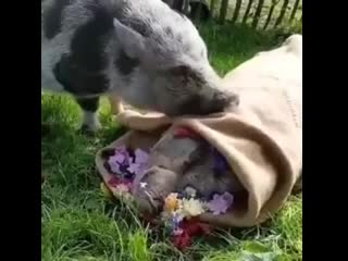 (warning very sad) this grieving pot belly pig saying their goodbyes to their bro