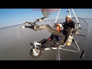 Amazing fligts with birds on board a microlight christian moullec avec ses oiseaux