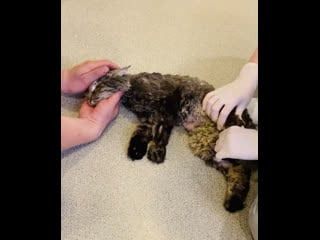 Тимоша на осмотре